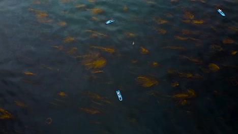 Blaues-Aufblasbares-Boot-In-La-Jolla-Seetangwald-Drohnenansicht