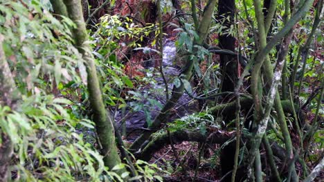 Glimpse-of-a-beautiful-scenic-stream-through-dense-trees-in-forest-during-a-hike-outdoors-in-the-wilderness-of-New-Zealand-Aotearoa