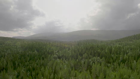 Bosque-Boscoso-Con-árboles-De-Coníferas-Contra-El-Cielo-Escénico-Del-Amanecer-Cerca-De-Namsskogan,-Noruega