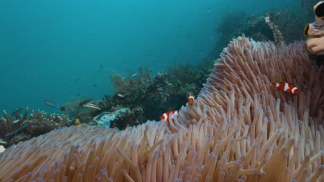 Clownfischfamilie-Und-Anenome-Schossen-Unterwassertauchen-In-Raja-Ampat-In-Indonesien