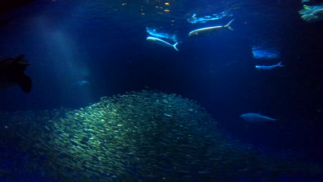 Monterey-Bay-Aquarium-in-4K