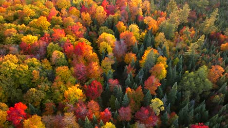 Dynamic-Aerial,-Wide,-Bird-Eye-View-of-beautiful-Autumn-trees-during-cool,-bright,-sunny-day