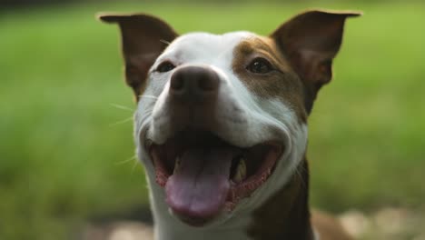 Filmischer-Brauner-Und-Weißer-Pitbull-Terrier,-Der-Lächelt-Und-Keucht,-Nahaufnahme-4k