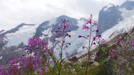 Wildblumen-Mit-Gletscher-Und-Bergen-Im-Hintergrund