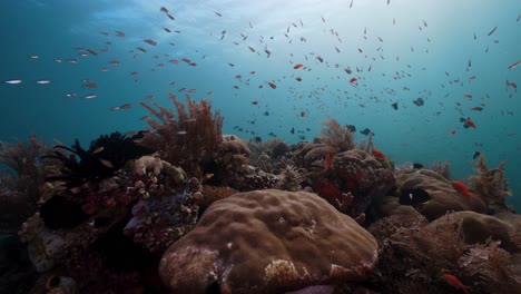 Impresionantes-Arrecifes-De-Coral-Y-Peces-De-Arrecifes-Tropicales-En-Raja-Ampat-En-Indonesia