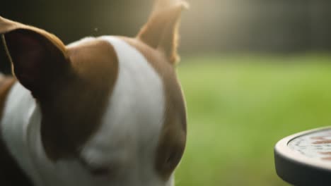Pitbull-Terrier-Marrón-Y-Blanco-Cinemático-Mesa-De-Olfato-4k