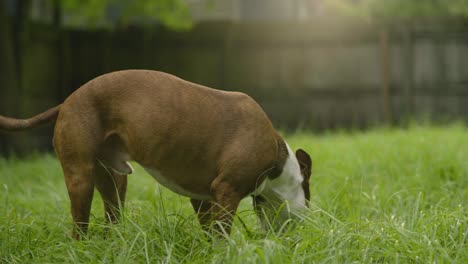 Filmischer-Brauner-Und-Weißer-Pitbull-Terrier,-Der-Gras-4k-Durchsucht-Und-Durchsucht