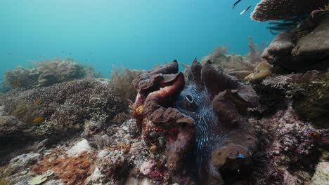 Riesenmuschel-Und-Lebendiges-Korallenriff-Tauchen-In-Raja-Ampat-In-Indonesien