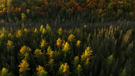 Dynamic-Aerial-reveal-of-beautiful-Autumn-trees,-bright,-sunny-day