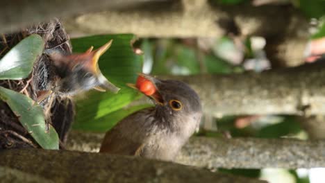 Red-bellied-thrush-feeding-baby-bird-with-Surinam-cherry-fruit,-vertical-video