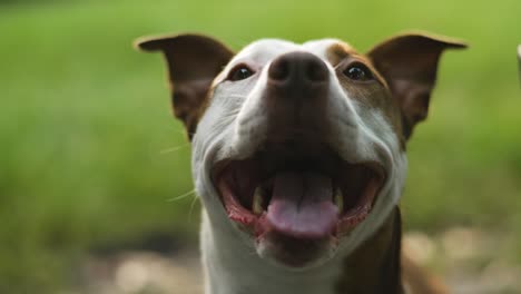 Filmischer-Brauner-Und-Weißer-Pitbull-Terrier,-Der-Lächelt-Und-Keucht,-Nahaufnahme-4k