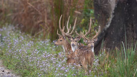 A-small-group-of-spotted-deer-standing-by-the-side-of-the-dirt-road-in-the-Chitwan-National-Park-in-Nepal