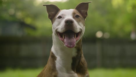 Pitbull-Terrier-Marrón-Y-Blanco-Cinematográfico-Sonriendo-Y-Jadeando-De-Cerca-4k