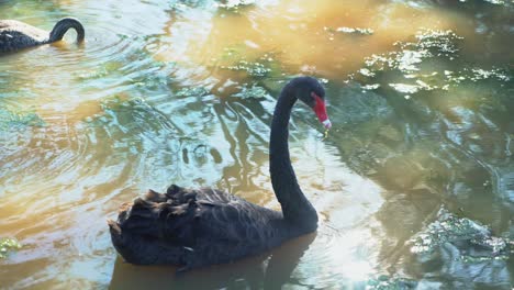 Medium-shot-of-black-swan-in-a-brown-lake-with-the-sun-reflecting-into-the-camera-lens