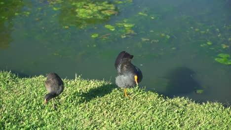 Wasservögel,-Die-Auf-üppigem-Grünen-Gras-Am-See-Nach-Nahrung-Suchen,-Während-Sie-An-Einem-Sonnigen-Tag-Ein--Und-Aussteigen