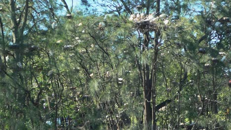 1080-Gruppe-Weißer-Ibis-In-Einem-Nest-Auf-Einem-Tropischen-Baum-An-Einem-Sonnigen-Tag