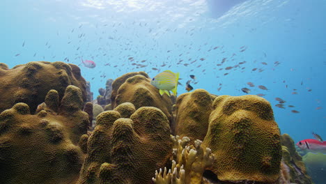 Snapper-posing-in-front-of-hard-coral-formation-with-lots-of-damsel-fish-in-the-background
