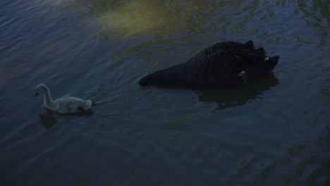 Siguiendo-A-Un-Cisne-Negro-Y-Un-Bebé-Cygnet-Nadando-En-Un-Lago-Marrón-En-Busca-De-Comida-En-Un-Día-Soleado