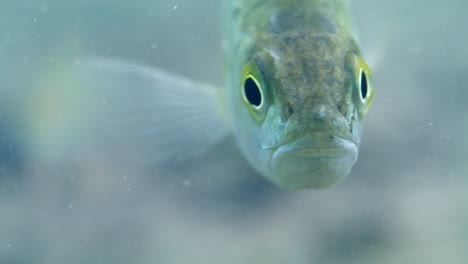 Perch-close-up-looking-straight-into-camera-and-swimming-away