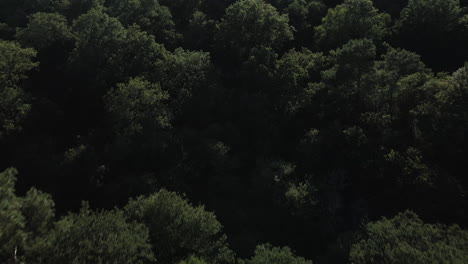 Brocéliande-forest,-Brittany-in-France.-Aerial-top-down-forward