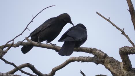 Two-Black-Crows-Perched-on-a-Tree-Branch,-One-Bird-Pecking-the-Other