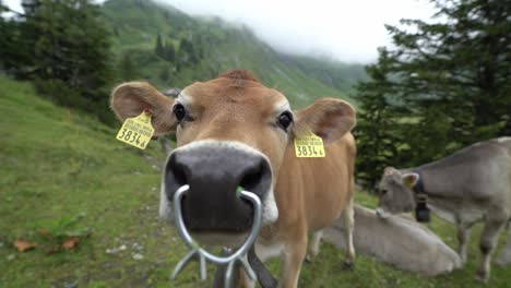 Close-up-of-brown-dairy-cow-in-Switzerland-with-a-metal-bull-nose-ring