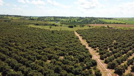 Left-Panning-Shot-of-Green-Plantation,-Rows-of-Trees-in-Orchard-AERIAL