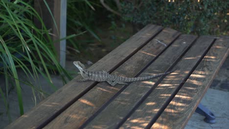 Lizard-goanna-relaxing-on-a-park-bench-in-a-local-park-on-a-sunny-day