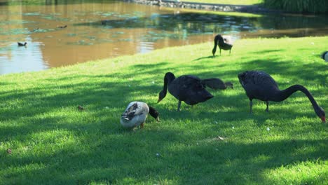 A-group-of-birds-eating-food-from-lush-green-tropical-grass-by-a-lake-on-a-sunny-day