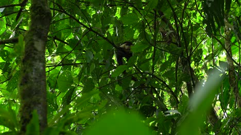 Ein-Seltener-Kapuzineraffe,-Der-Auf-Den-Bäumen-In-Costa-Rica-Läuft