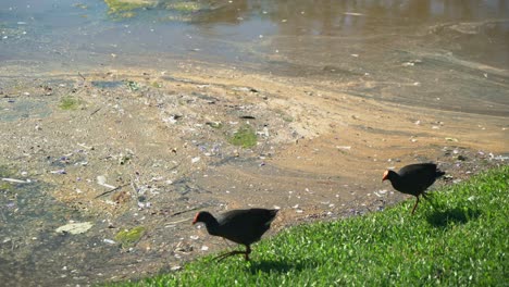 2-Schwarze-Vögel,-Die-Auf-Dem-Gras-In-Der-Nähe-Eines-Sees-Spazieren,-Der-Voller-Plastikmüll-Und-Giftmüll-Ist