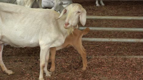 A-white-goat-eating-grass-in-a-field-in-Costa-Rica