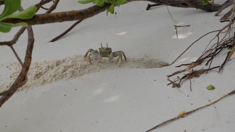 A-cautious-Small-sand-crab-digging-a-hole-in-sand-on-a-beach-under-the-trees,-static-shot-in-4K