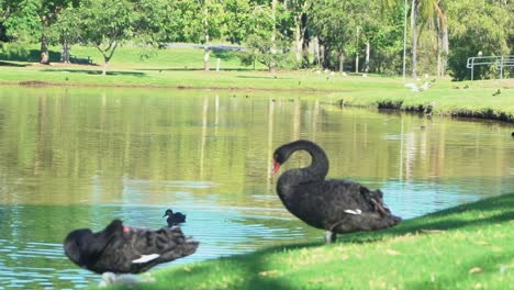 1080-black-swans-by-a-brown-lake-cleaning-themselves-in-a-lush-green-tropical-landscape