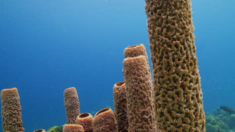 A-close-up-shot-of-a-Caribbean-tube-sponge