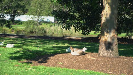 Large-Australian-eastern-pacific-duck-sitting-under-a-tree-on-a-sunny-day-cleaning-itself