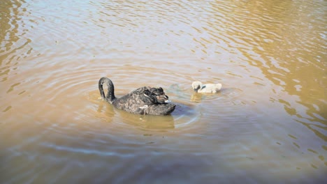 Adult-black-swan-and-baby-cygnet-looking-for-and-eating-food-on-a-sunny-day-at-a-brown-lake