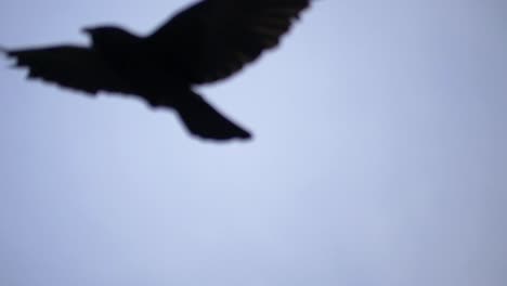 Pájaro-Negro-Volando-Fuera-De-Foco.-Camara-Lenta