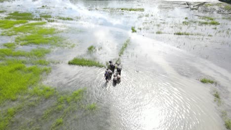 Agricultor-Pastoreando-Búfalos-De-Agua-En-Arrozales-Sumergidos-Inundados-En-El-Sur-De-Asia