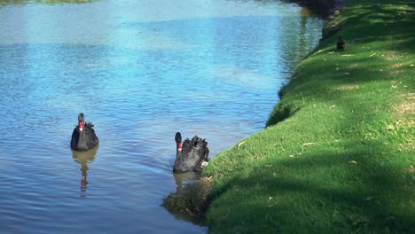 Dos-Cisnes-Negros-Y-Su-Bebé-Cygnet-En-Un-Lago-Durante-Un-Día-Soleado-Rodeado-De-Hierba-Tropical-Verde
