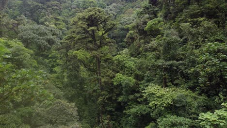 Fliegen-Der-Drohne-Zwischen-Dem-Dschungel-In-Costa-Rica