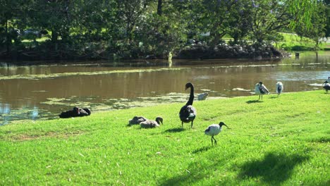 Eine-Familie-Von-Schwänen-Und-Ibis,-Die-Sich-An-Einem-Sonnigen-Tag-Auf-Grünem-Saftigem-Gras-Am-See-Entspannen
