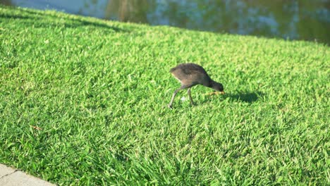 Brown-Water-fowl-looking-for-food-in-lush-green-grass-by-a-lake-on-a-sunny-day