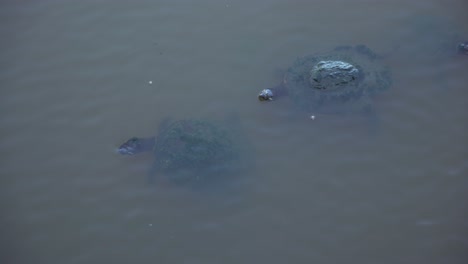 Three-small-turtles-putting-their-head-out-of-the-water-and-back-underneath-the-lake