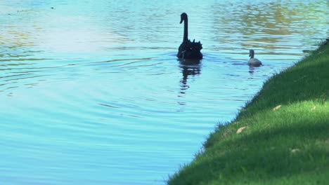 1080-Adult-black-swan-and-baby-gymlet-in-a-lake-on-a-sunny-day-by-green-luscious-grass