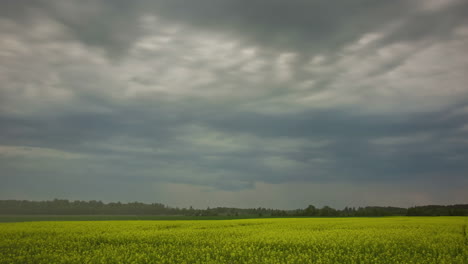 Dark-clouds-move-over-wide-yellow-field-and-forest,-static-timelapse