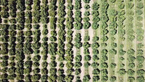 Pattern-of-Green-Trees-in-Orchard,-Top-Down-Vertical-Aerial-View