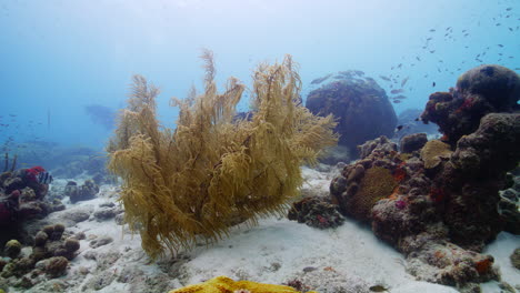Coral-Blando-Balanceándose-En-El-Oleaje-En-Un-Arrecife-De-Coral-Caribeño