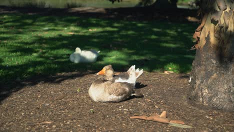 Große-Australische-Ente,-Die-An-Einem-Sonnigen-Tag-Unter-Einem-Baum-Sitzt-Und-Sich-Selbst-Putzt