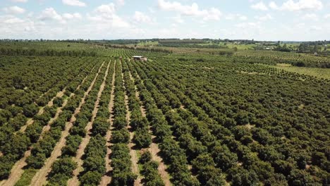 Aerial-View-of-Farmland-Plantation,-Tree-Orchard-on-a-Sunny-Day